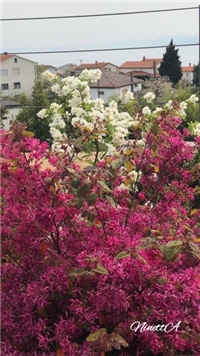 ebb37be4-20190402 Loropetalum.jpg
